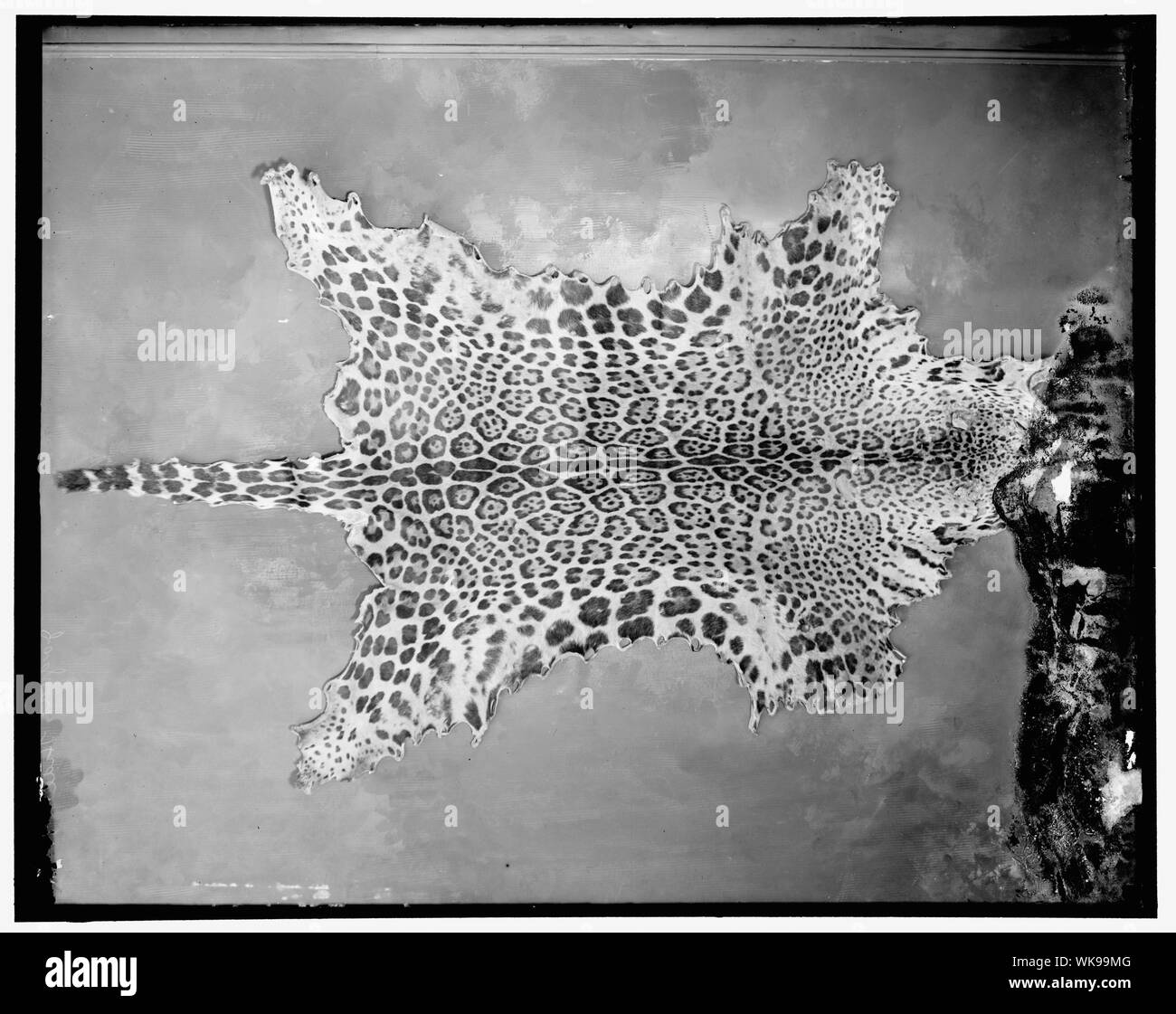 Jaguar ausblenden Stockfoto