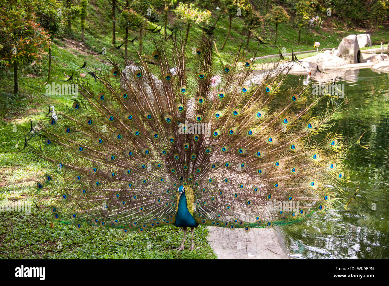 Peacock seine schillernden grünen verdeckte Federn mit ihren unverwechselbaren Auge Muster in einer fächerförmigen Balz, wie er versucht, eine Matte zu gewinnen Stockfoto