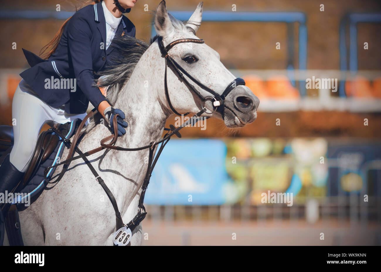 Der Reiter galoppiert schnell und zügig auf das graue Pferd und tätschelt seinen Hals, die Förderung seiner Aktionen. Stockfoto