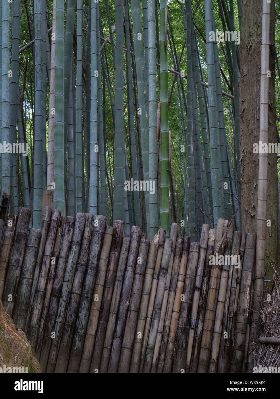 JAPAN - Foto von Sean Sprague Arashiyama, Kyoto. Bamboo Grove. Stockfoto