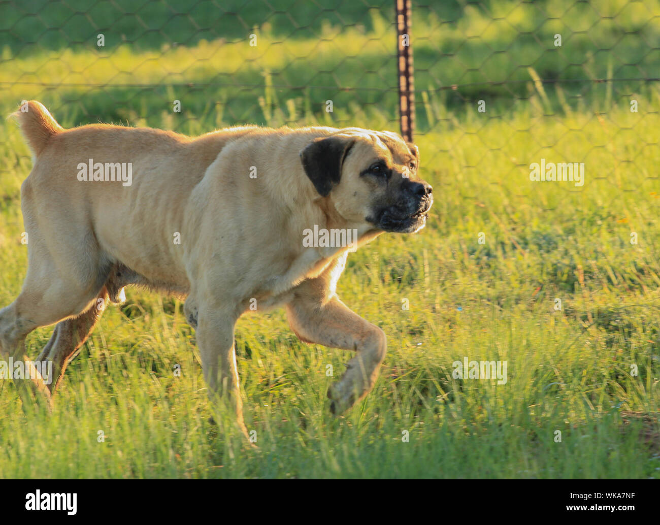 Boerboel, auch als die Südafrikanische Mastiff genannt, ist ein großer, Molosser Art Brut aus