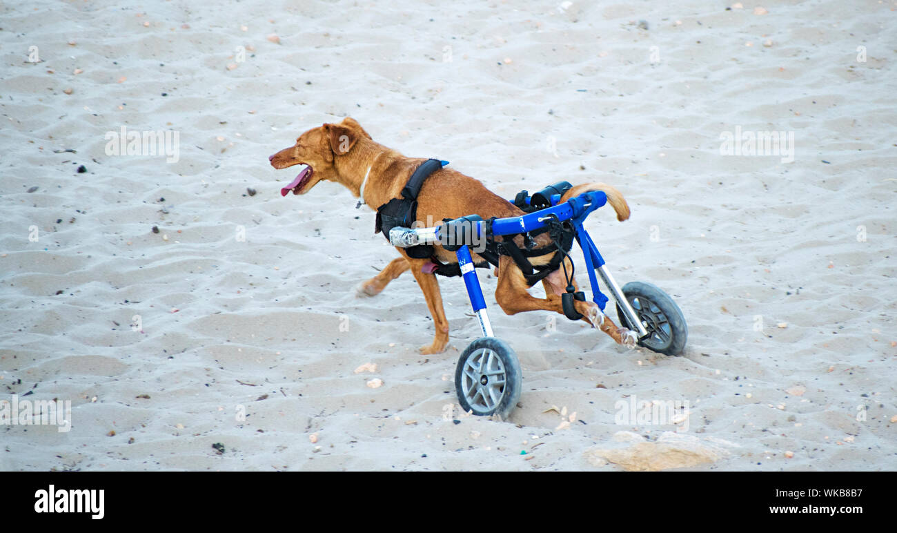 Behinderte Hund im Rollstuhl zu Fuß glücklich. Hund getroffen, die mit dem Auto in der Lage für Rollstuhlfahrer nach teure Operation zu gehen. Süße kleine Behinderte doggy, Spanien, 2019. Stockfoto