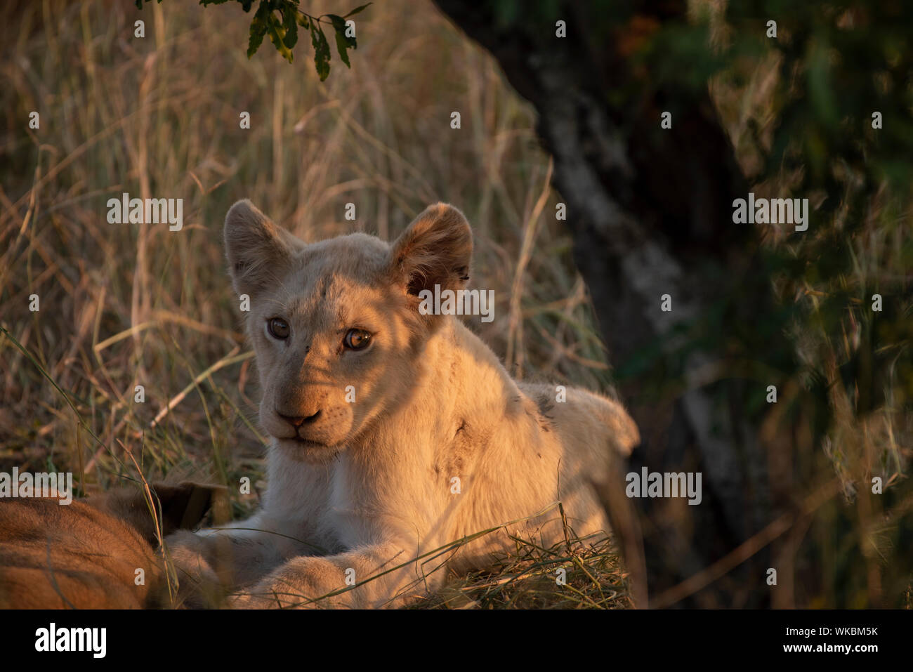 Seltene White Lion cub Stockfoto