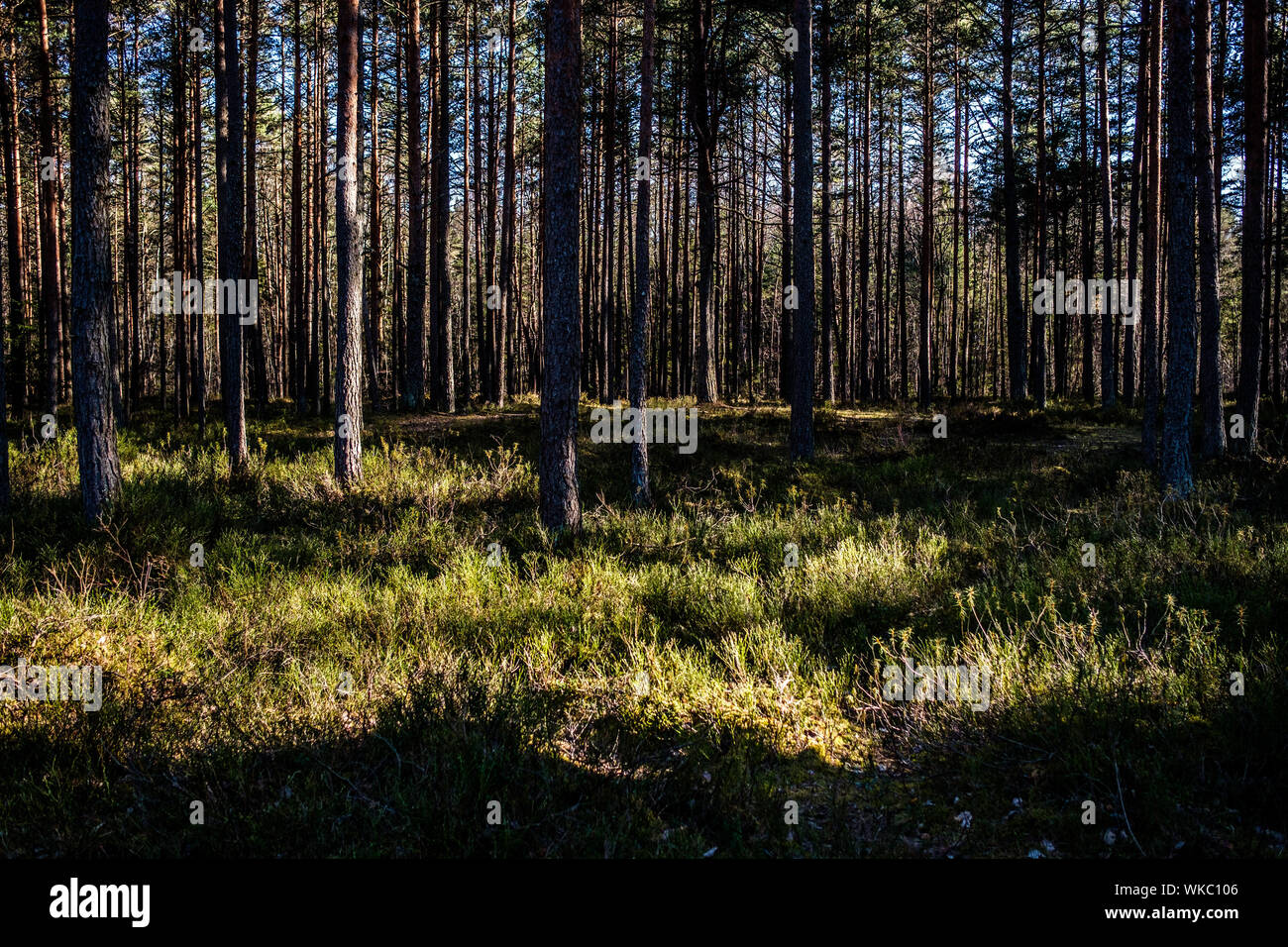 Lettland; Jurmala: Wanderweg in Kemeri Nationalpark, vor allem für seine Wälder, Sümpfe und Torfmoore bekannt. Stockfoto
