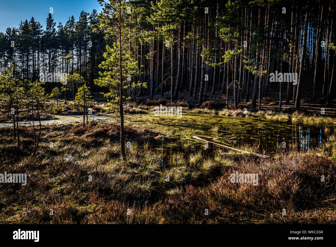 Lettland; Jurmala: Wanderweg in Kemeri Nationalpark, vor allem für seine Wälder, Sümpfe und Torfmoore bekannt. Stockfoto