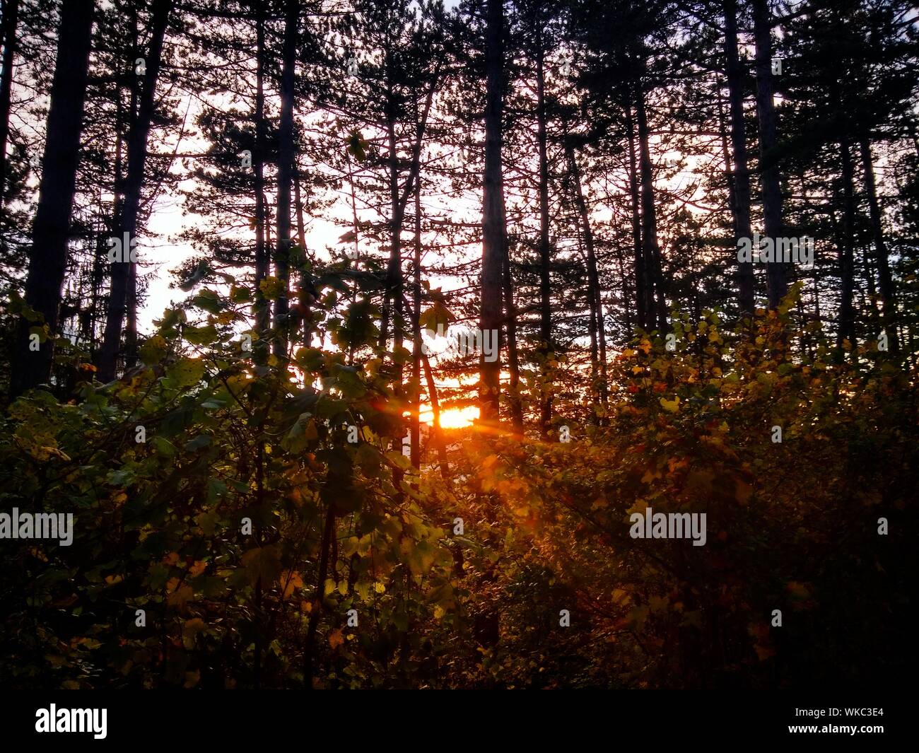 Low Angle View von Sun Shinning durch Bäume bei Sonnenuntergang Stockfoto