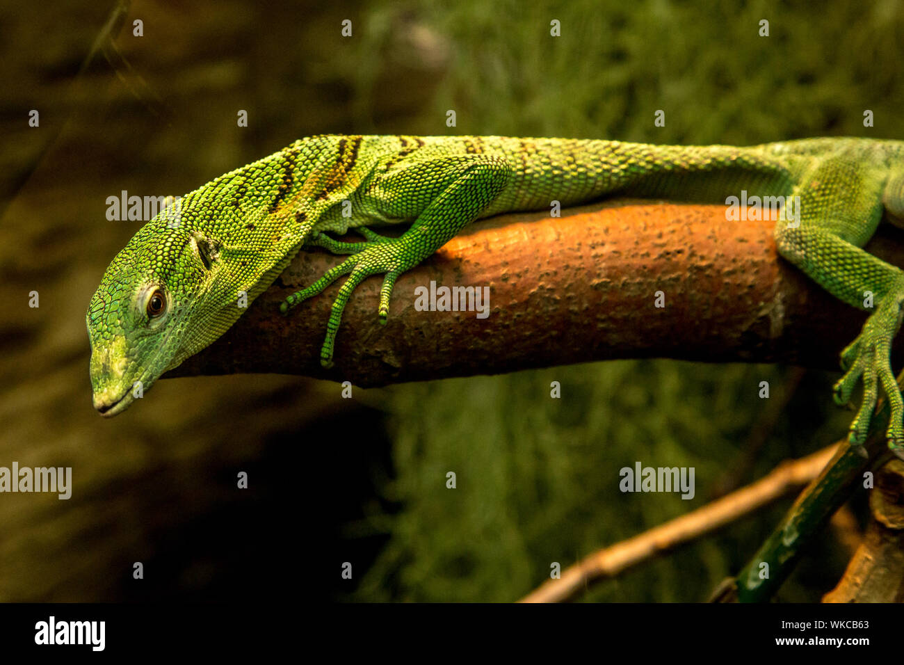 Grüne Krokodil Echse Stockfoto