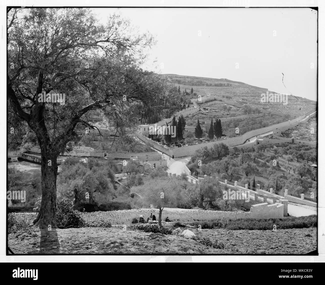 Jerusalem (El-Kouds). Garten Gethsemane, außen Stockfoto