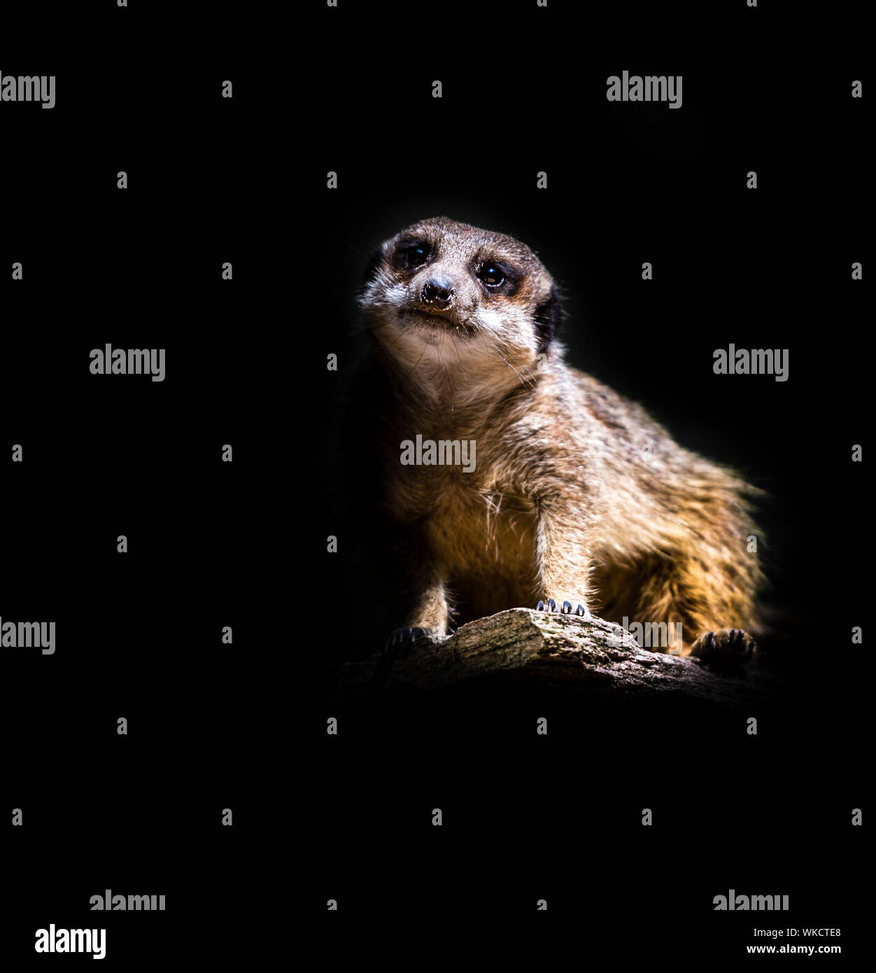 Erdmännchen auf schwarzem Hintergrund mit kleinen Krallen isoliert Stockfoto