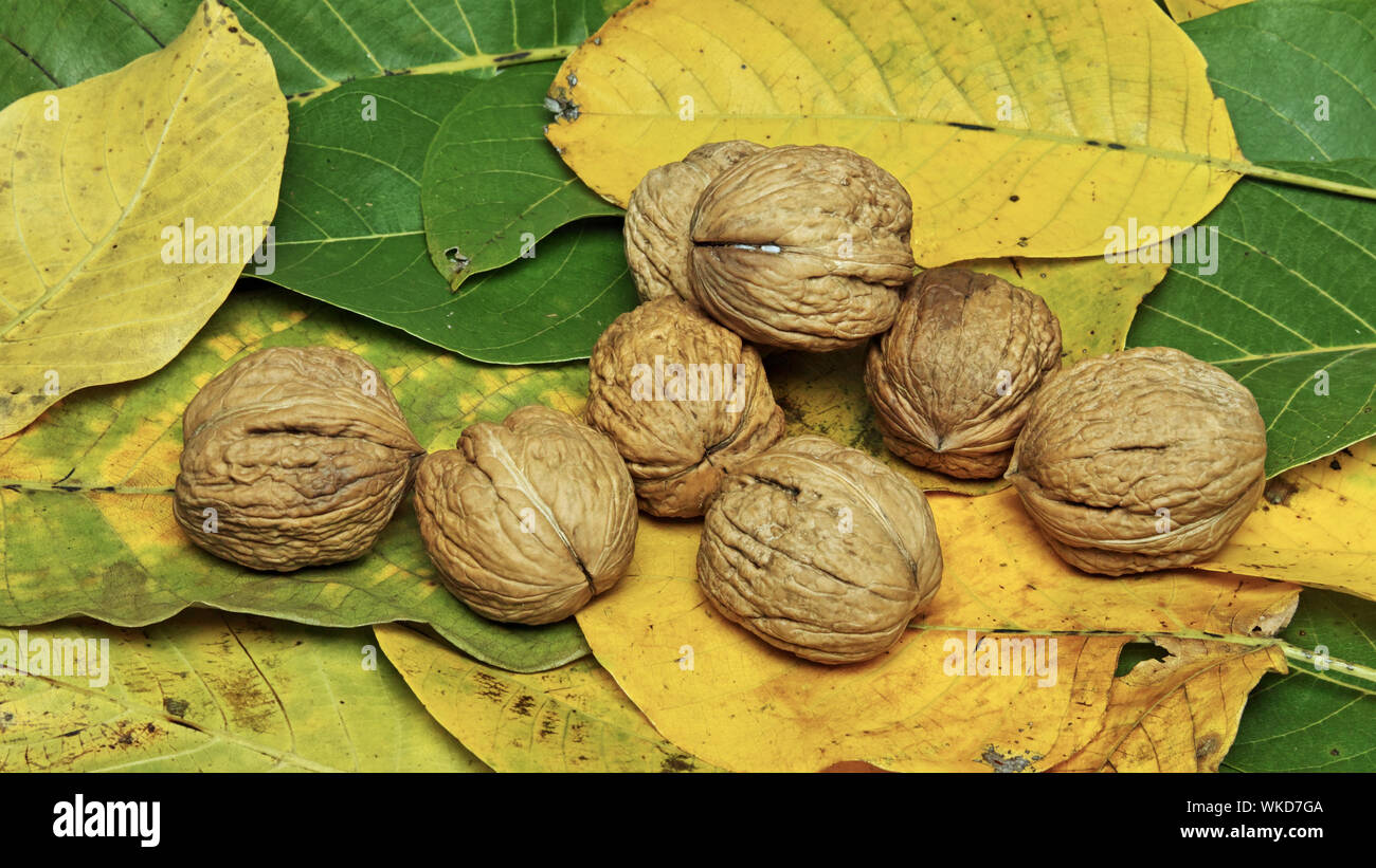 Blättern und reifen Früchten der Walnussbaum, Juglans nigra Stockfoto