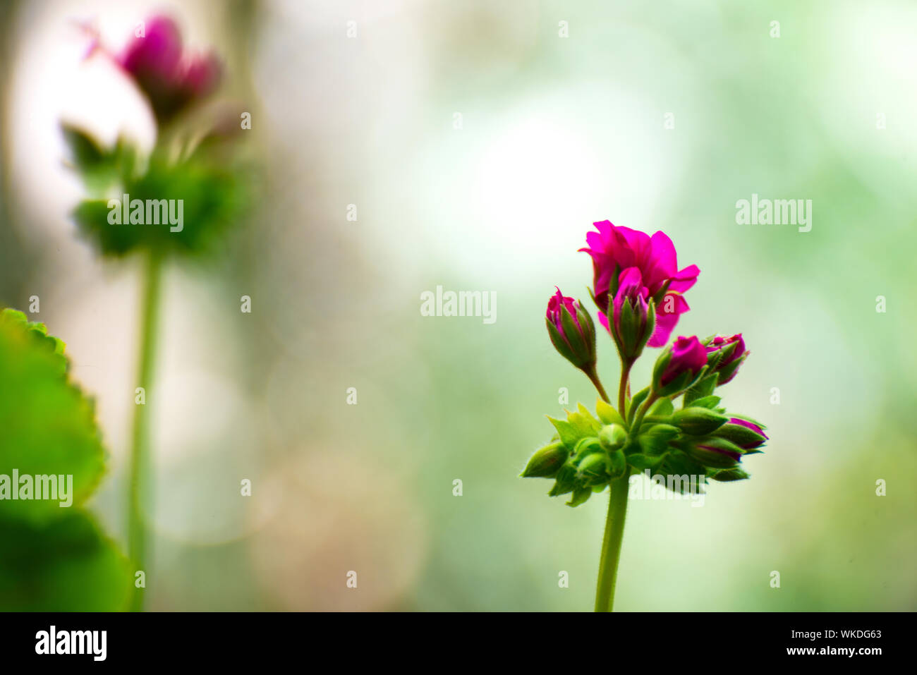 Blumen in voller Blüte im Frühjahr Stockfoto