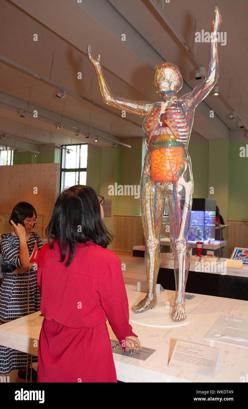 "Mensch", die neue ständige Ausstellung im Londoner Wellcome Collection enthält Abschnitte über Genetik, Infektion, Geist & Körper und Umwelt Gliederung. Die Sammlung der Wissenschaft zeigt Kunstwerke und beinhaltet ein Modell der menschlichen Anatomie, in denen die Zuschauer die verschiedenen Organe. Stockfoto
