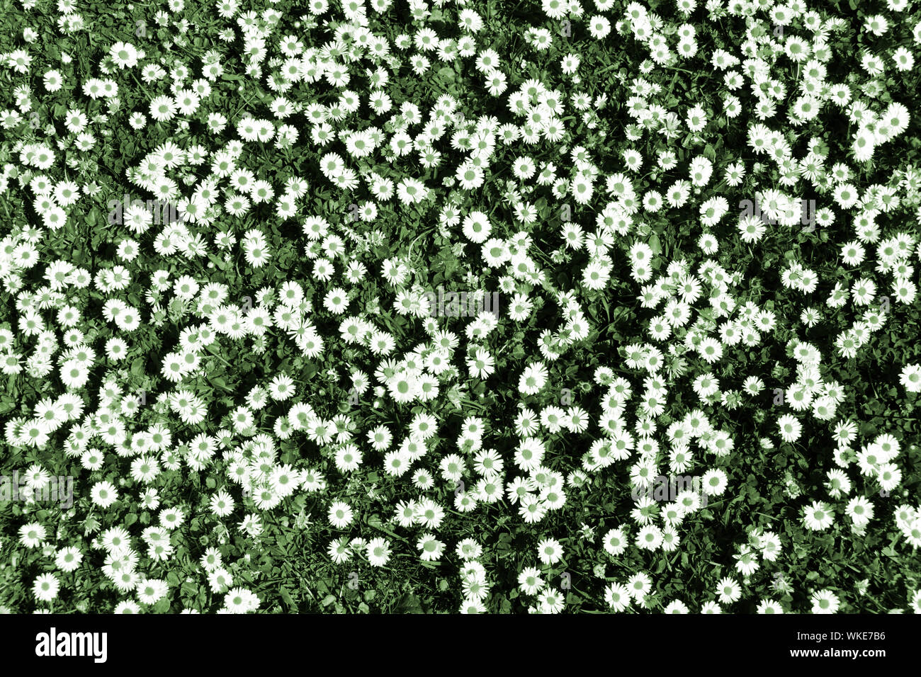 Abstract background Image durch künstliche Farbe Manipulation der Patch von Daises in einem Rasen angelegt mit weißen daisy flowers Köpfe grüne Punkte & Gras UK Stockfoto