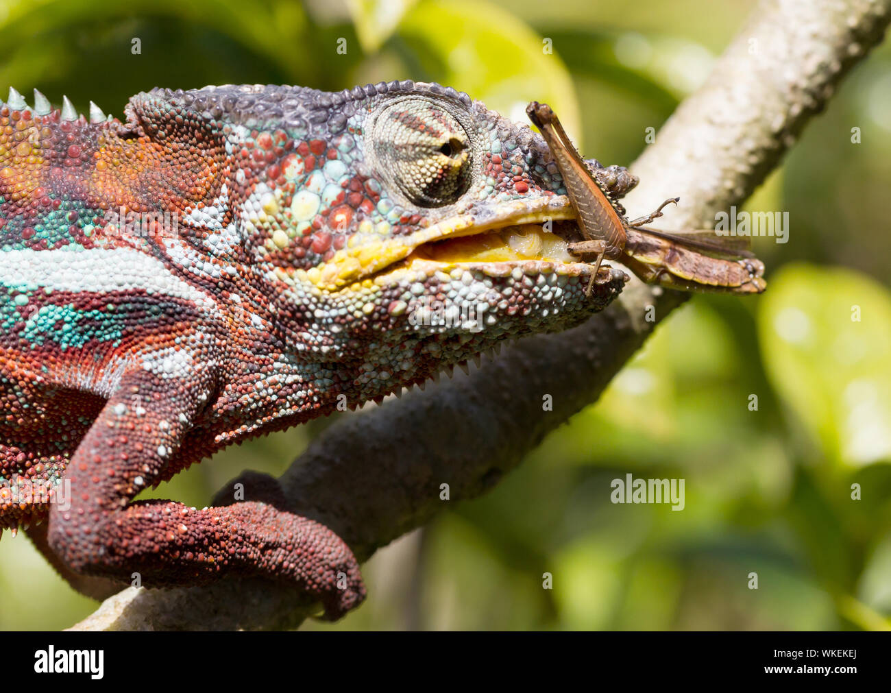 Panther chameleon (Furcifer pardalis) in Madagaskar, Jagd Stockfoto