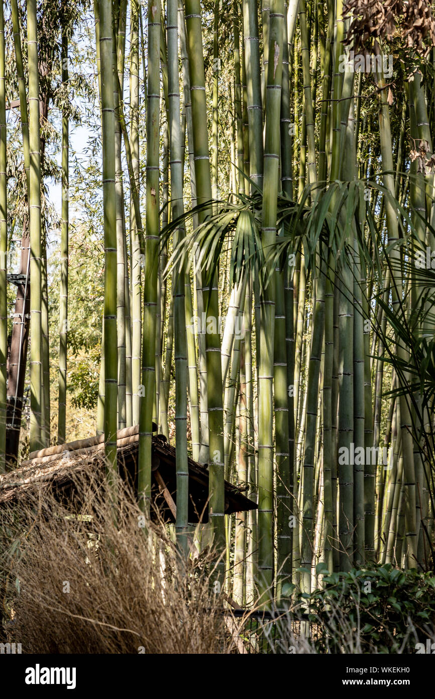 Hohe japanische Bambus Bambus Wald Zuckerrohr in Arashiyama, Kyoto, Japan. Stockfoto