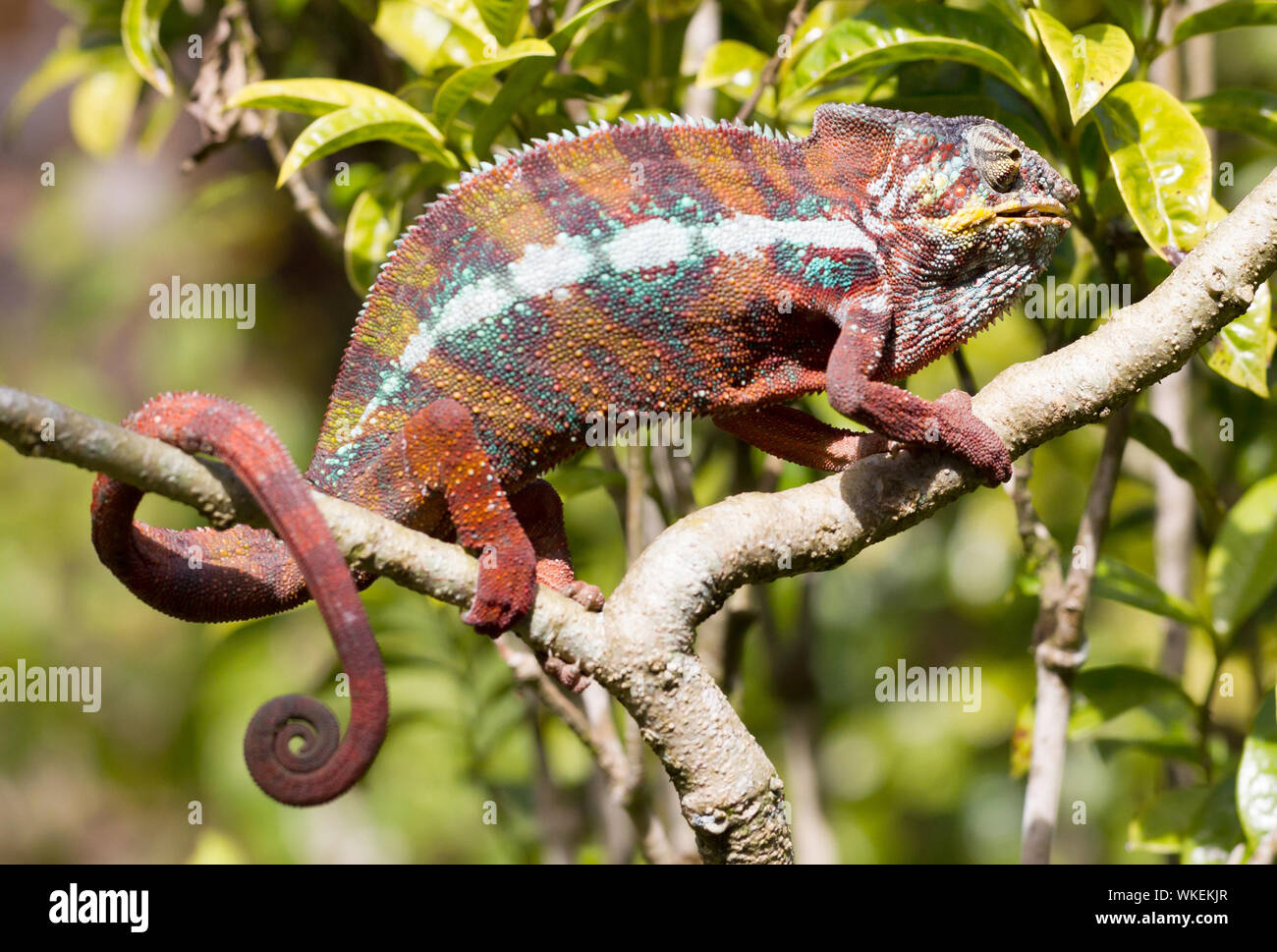 Panther chameleon (Furcifer pardalis) in Madagaskar, Jagd Stockfoto