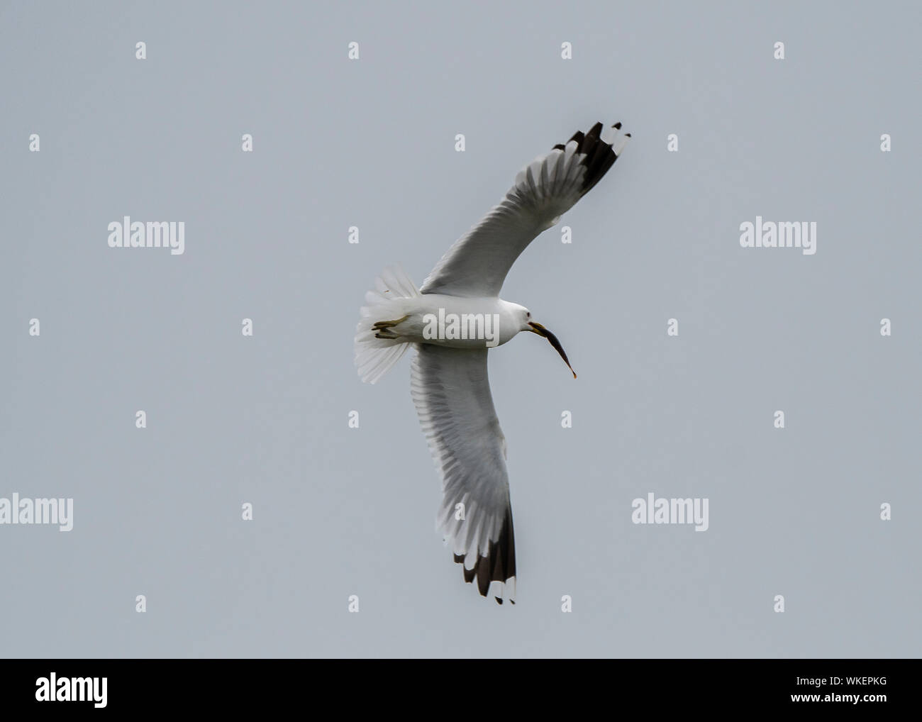 Sturmmöwe (Larus canus) mit zehn spinned Stichlinge (Pungitius pungitius, von Brackwasser Pool, Grutness, Sumburgh, Shetland Stockfoto