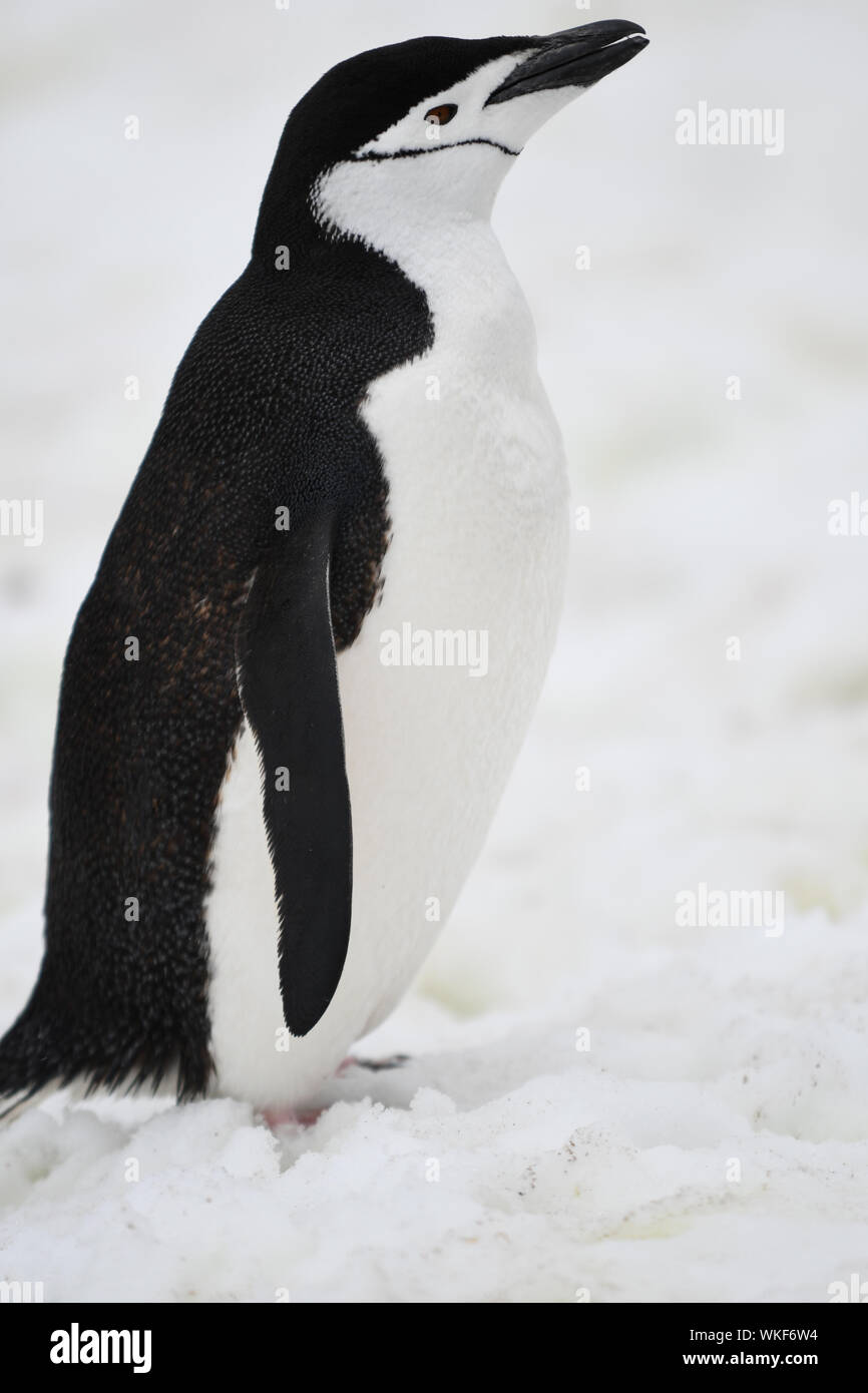 Nahaufnahme der Pinguin auf Schnee Stockfoto