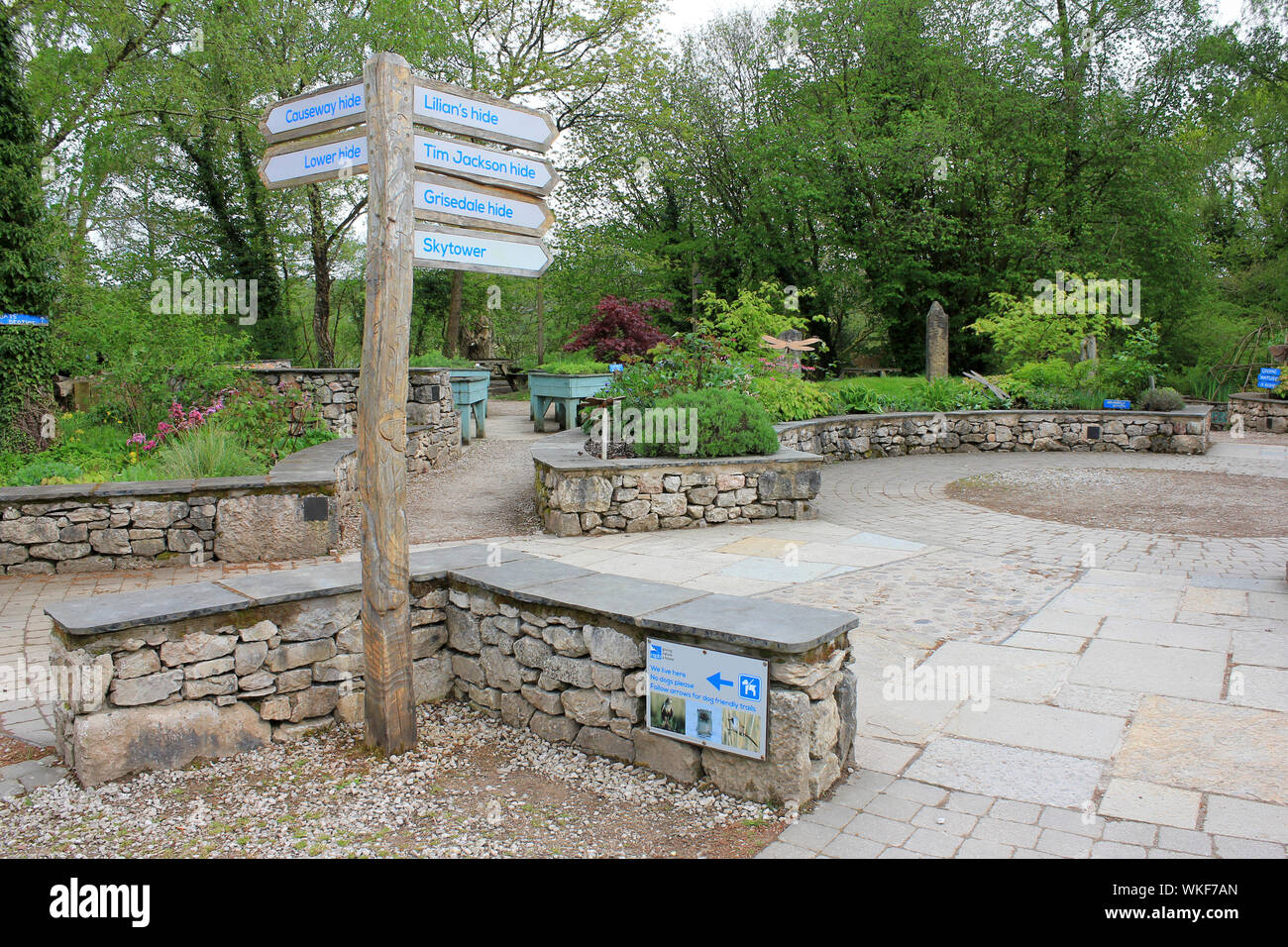 RSPB Leighton Moss Nature Reserve, Silverdale, Lancashire, Großbritannien Stockfoto