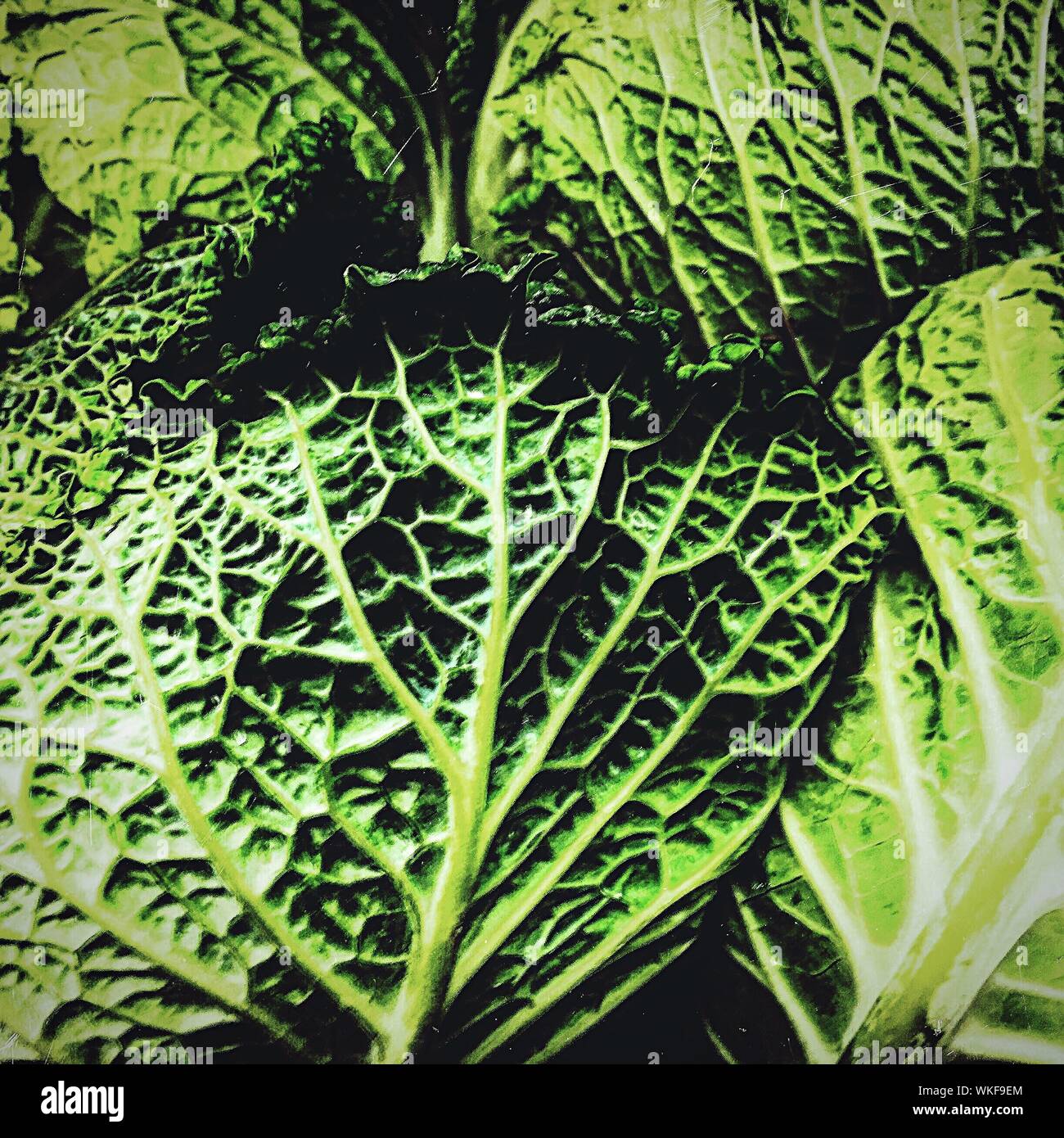 Close-up des grünen Gemüse Stockfoto