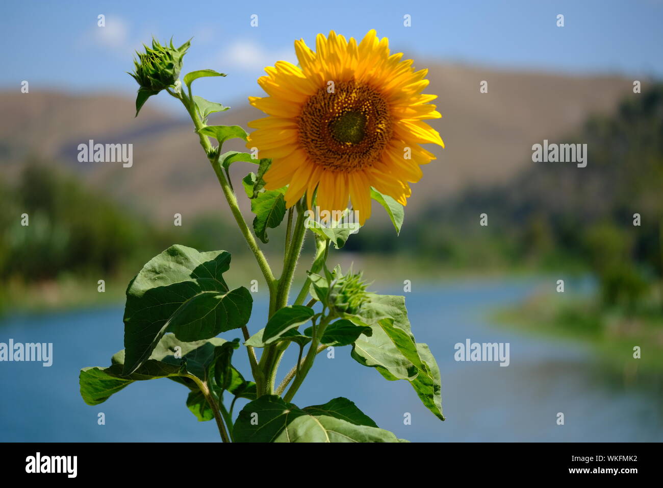Sumba Indonesia - Helianthus annuus - gewöhnliche Sonnenblume Stockfoto