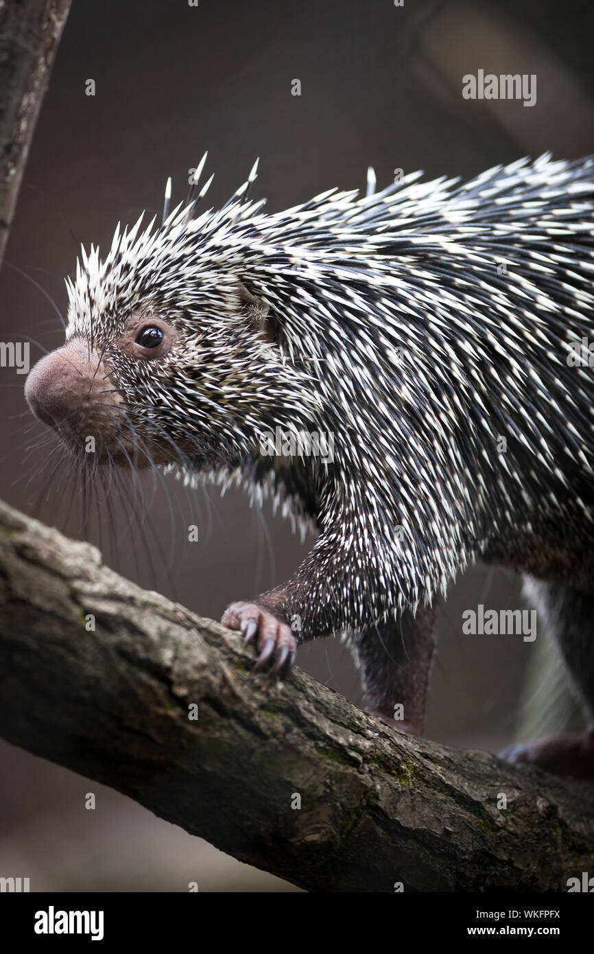 Nahaufnahme von einem niedlichen brasilianischen Stachelschwein (Coendou Prehensilis, flachen DOF) Stockfoto