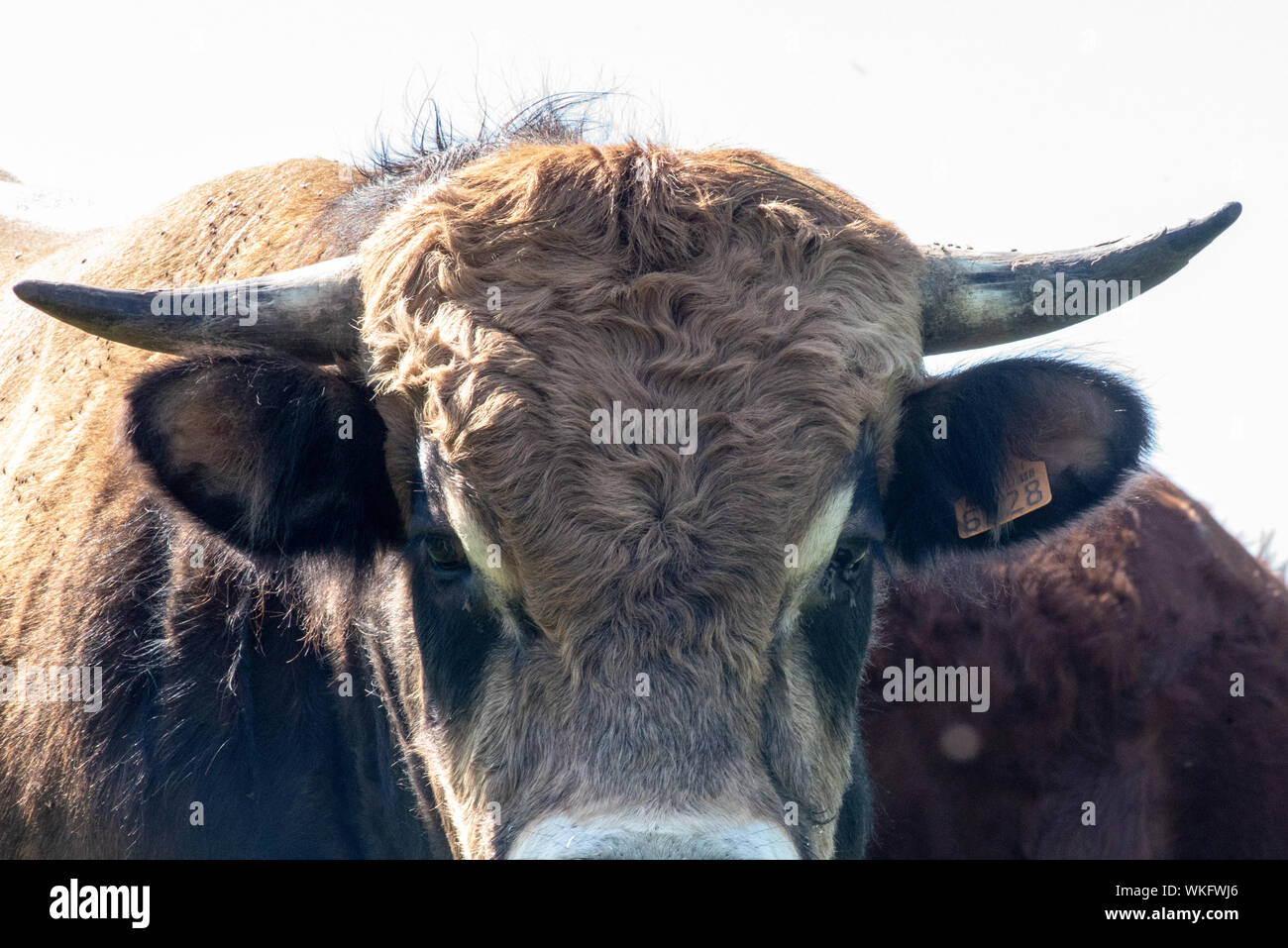 Balade autour de St Genis l'Argentière Stockfoto