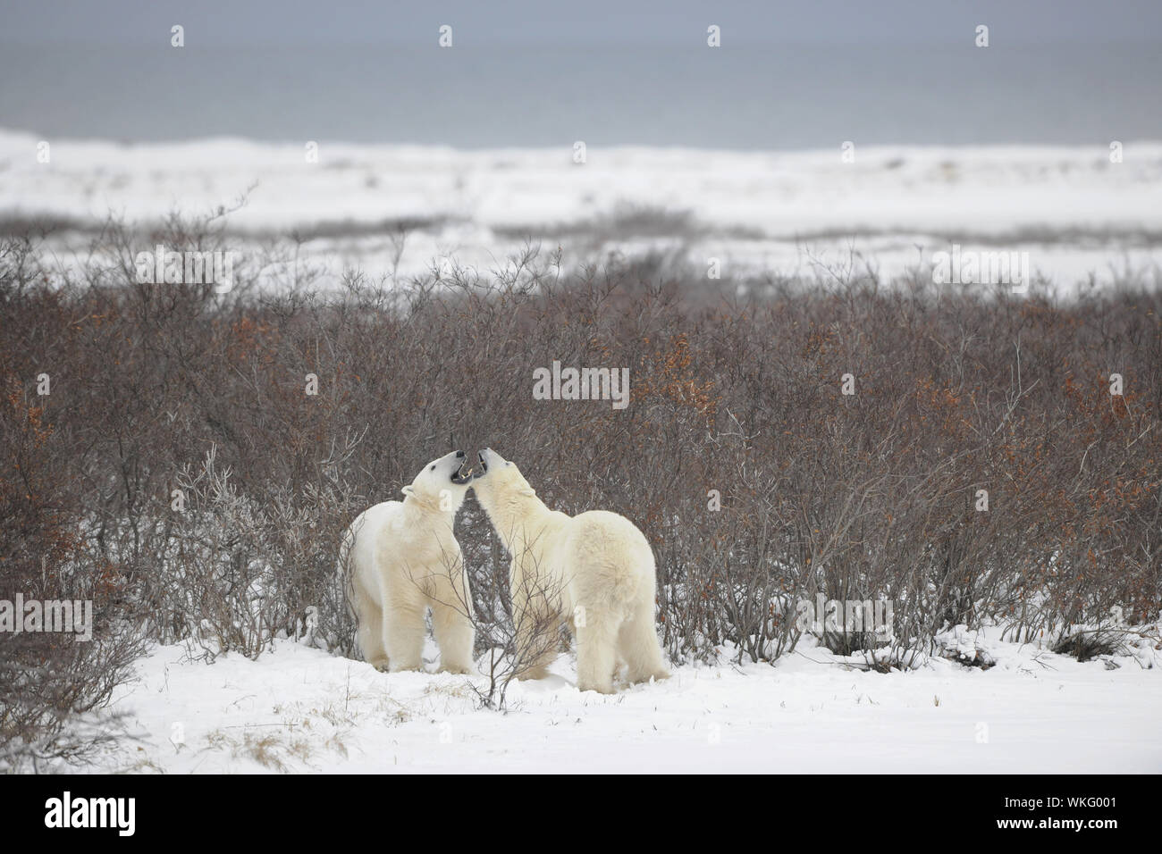 Kampf der Eisbären. Zwei Eisbären zu kämpfen. Tundra mit untermaßigen Vegetation. Schnee. Stockfoto