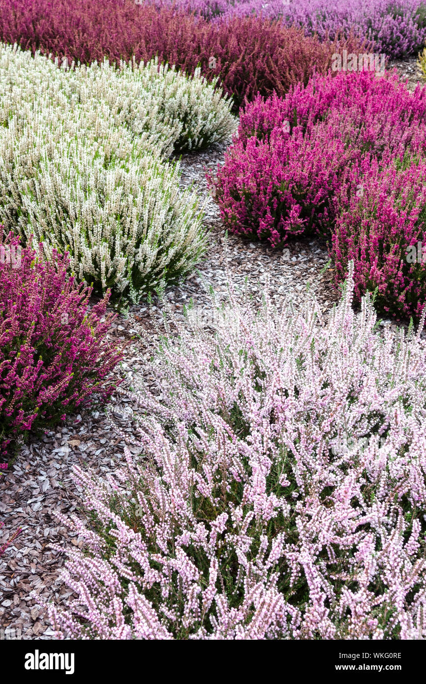 Rot weiß Calluna vulgaris gemeinsame Heide, Ling bunten Garten Sorten, Farbkontrast und Kombinationspflanzen Stockfoto