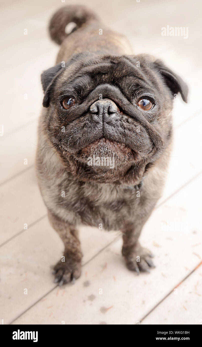 Süße gestromte Farbe Mops draußen Stockfoto