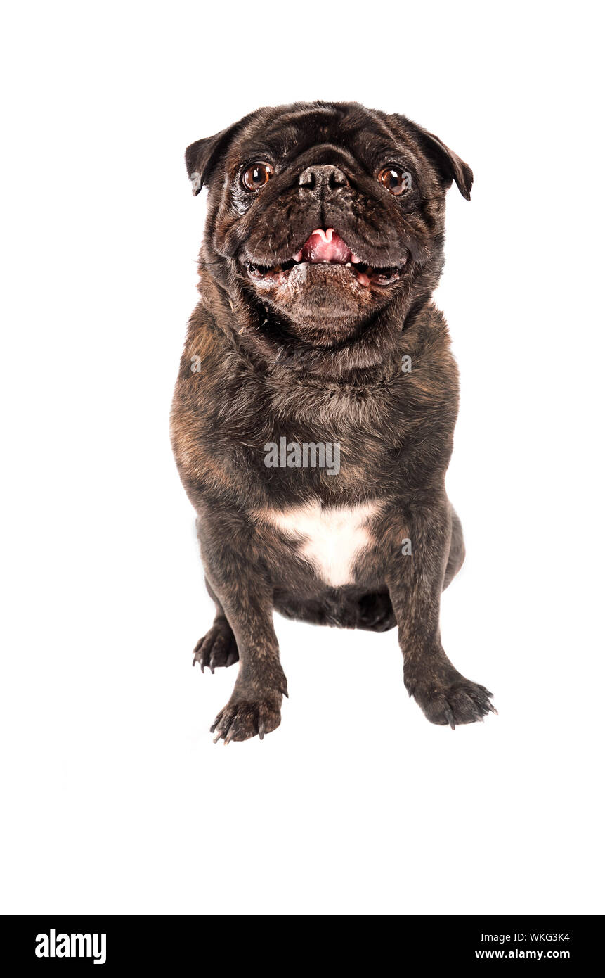 Mops Hund sitzt auf einem weißen Hintergrund Stockfoto