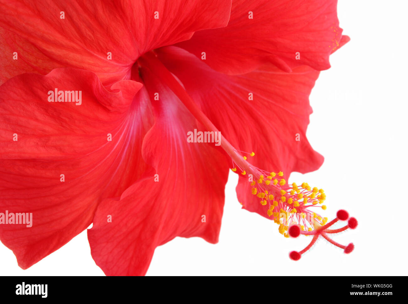 Schöne rote Hibiskus Stockfoto