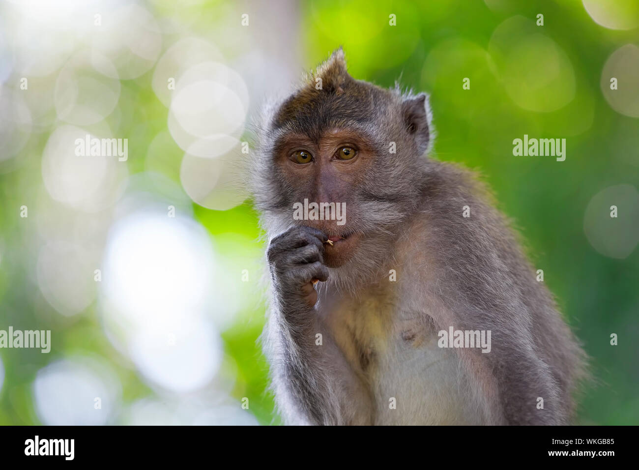 Long-tailed Macaque Affen in den Affenwald in Bali Stockfoto