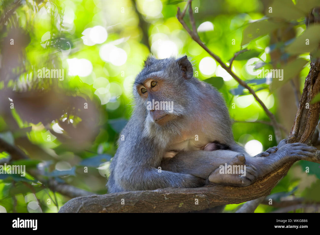 Long-tailed Macaque Affen in den Affenwald in Bali Stockfoto