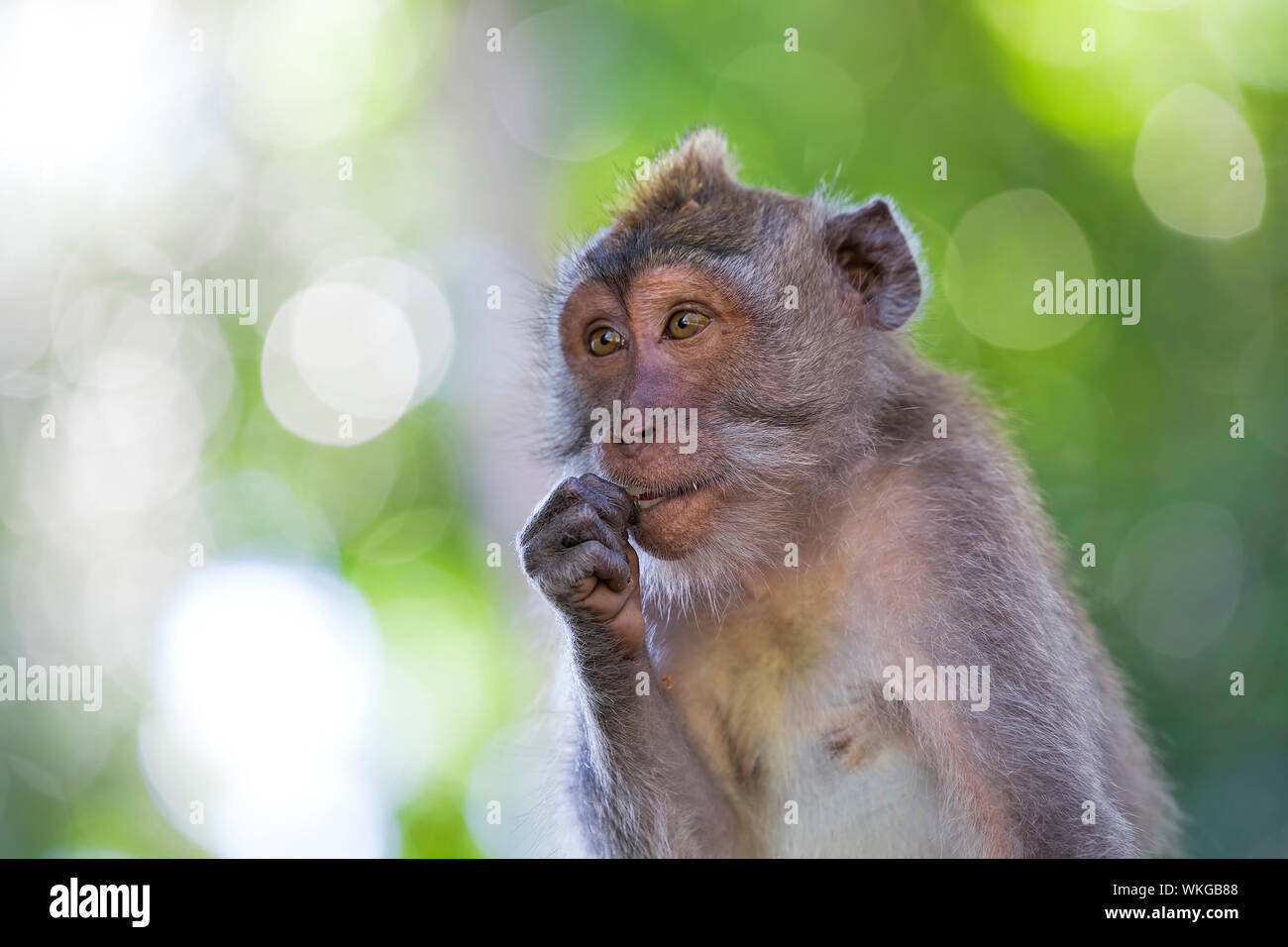 Long-tailed Macaque Affen in den Affenwald in Bali Stockfoto