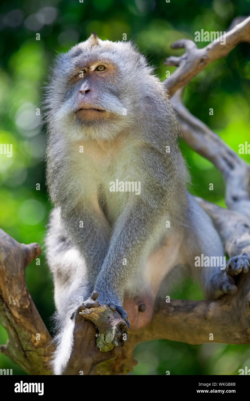 Long-tailed Macaque Affen in den Affenwald in Bali Stockfoto