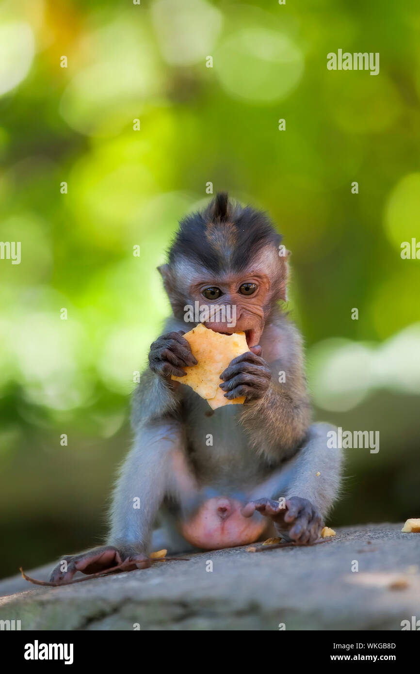 Long-tailed Macaque Affen in den Affenwald in Bali Stockfoto