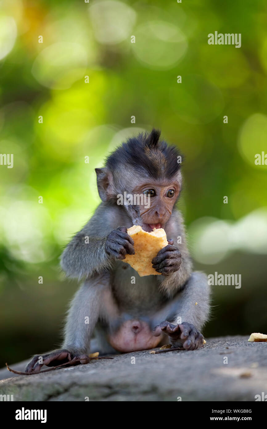 Long-tailed Macaque Affen in den Affenwald in Bali Stockfoto