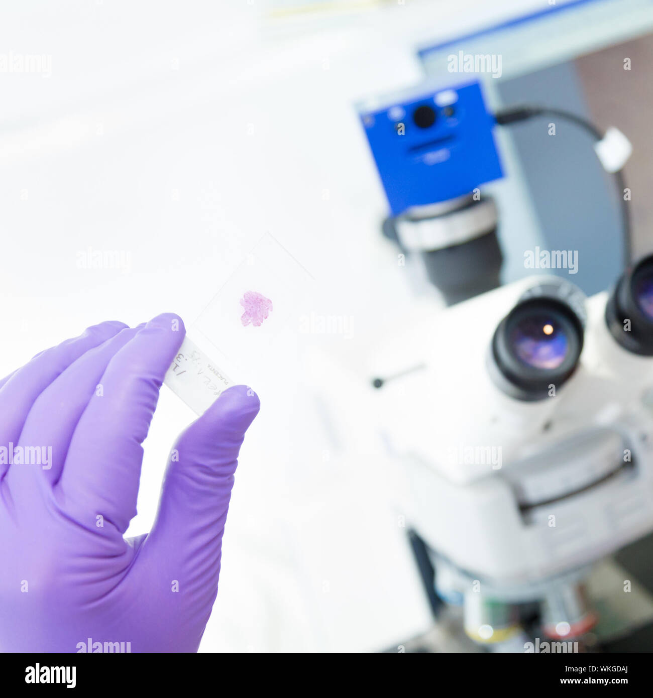 Leitender Wissenschaftler Mikroskopierens im Labor. Stockfoto