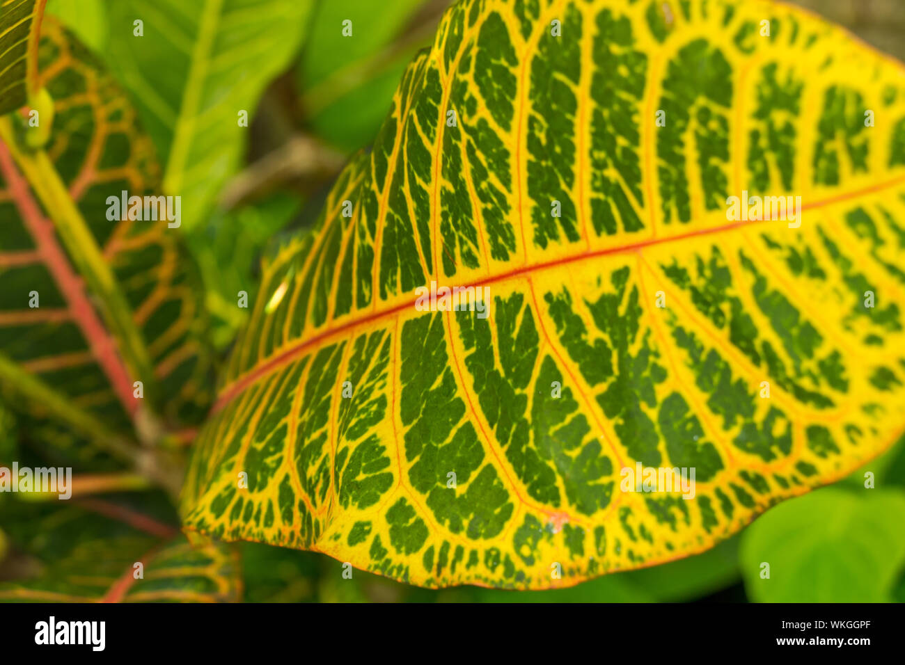 morelia spilota variegata kaufen Python Morelia Spilota Variegata Wall Decal main image 0