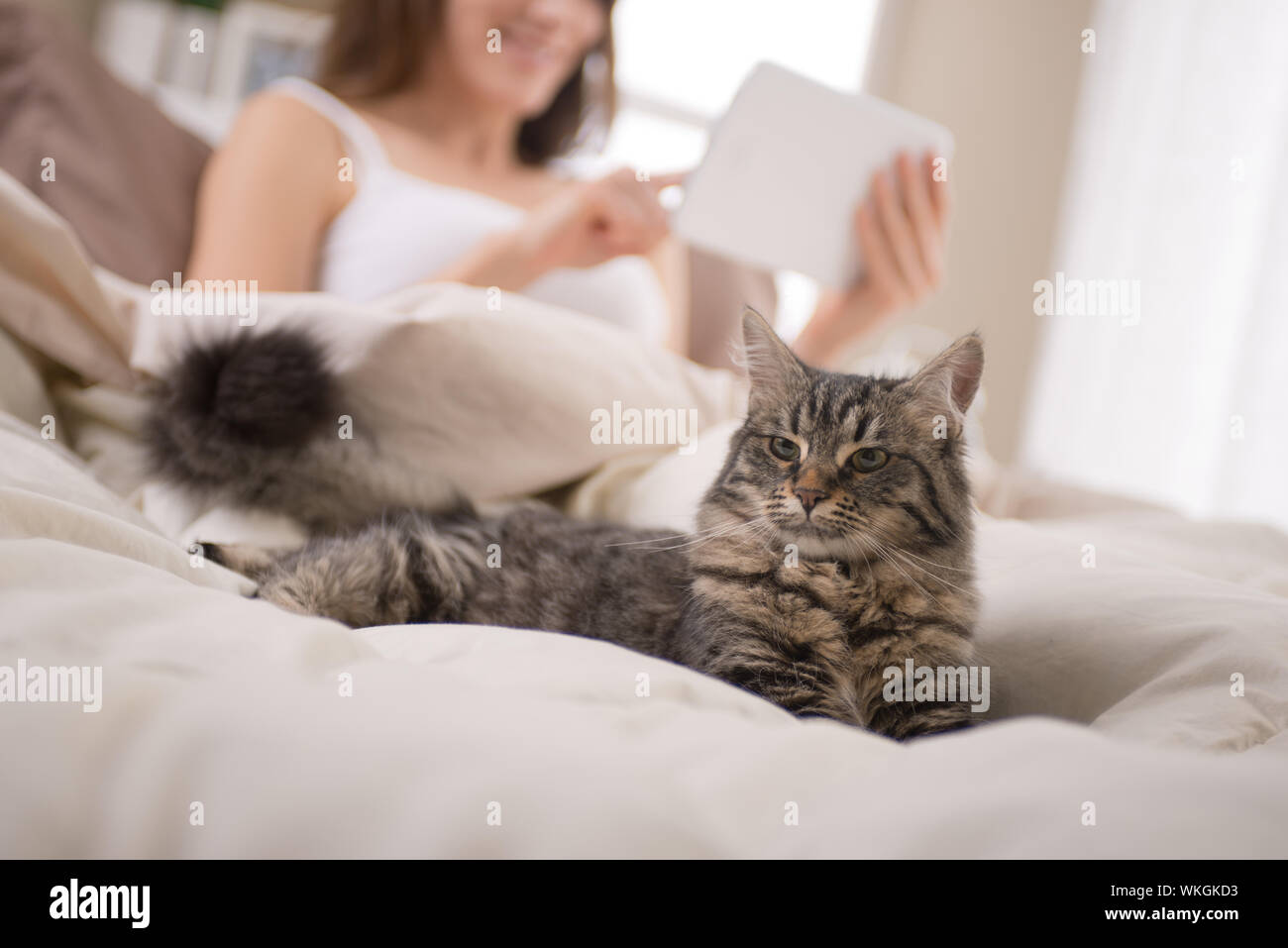 Schöne Katze liegend auf Bett, Frau, die mit einem Tablet auf Hintergrund Stockfoto