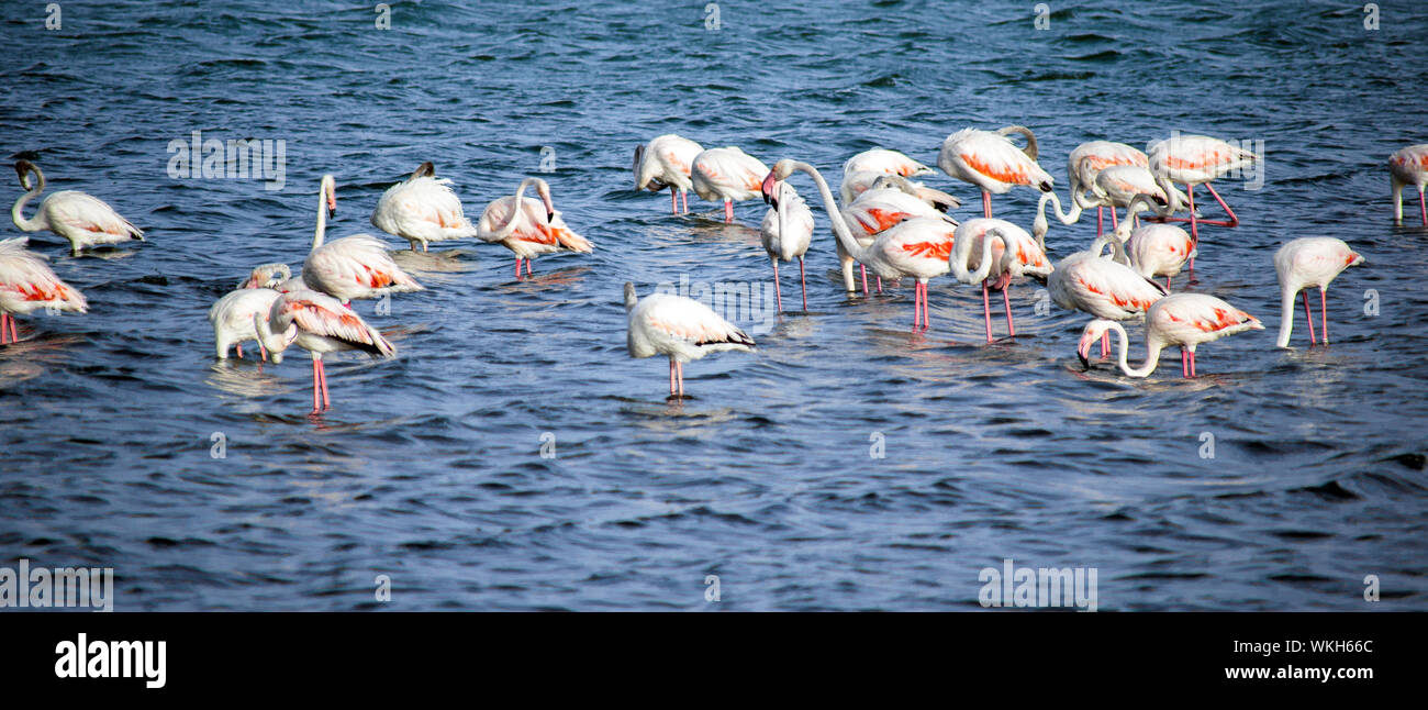 Gruppe von Flamingos im flachen Wasser. Flamingo Phoenicopterus ruber häufig größere Strecken und schlagenden Flügeln in der Herde, Gruppe in Spanien, 2019 Stockfoto