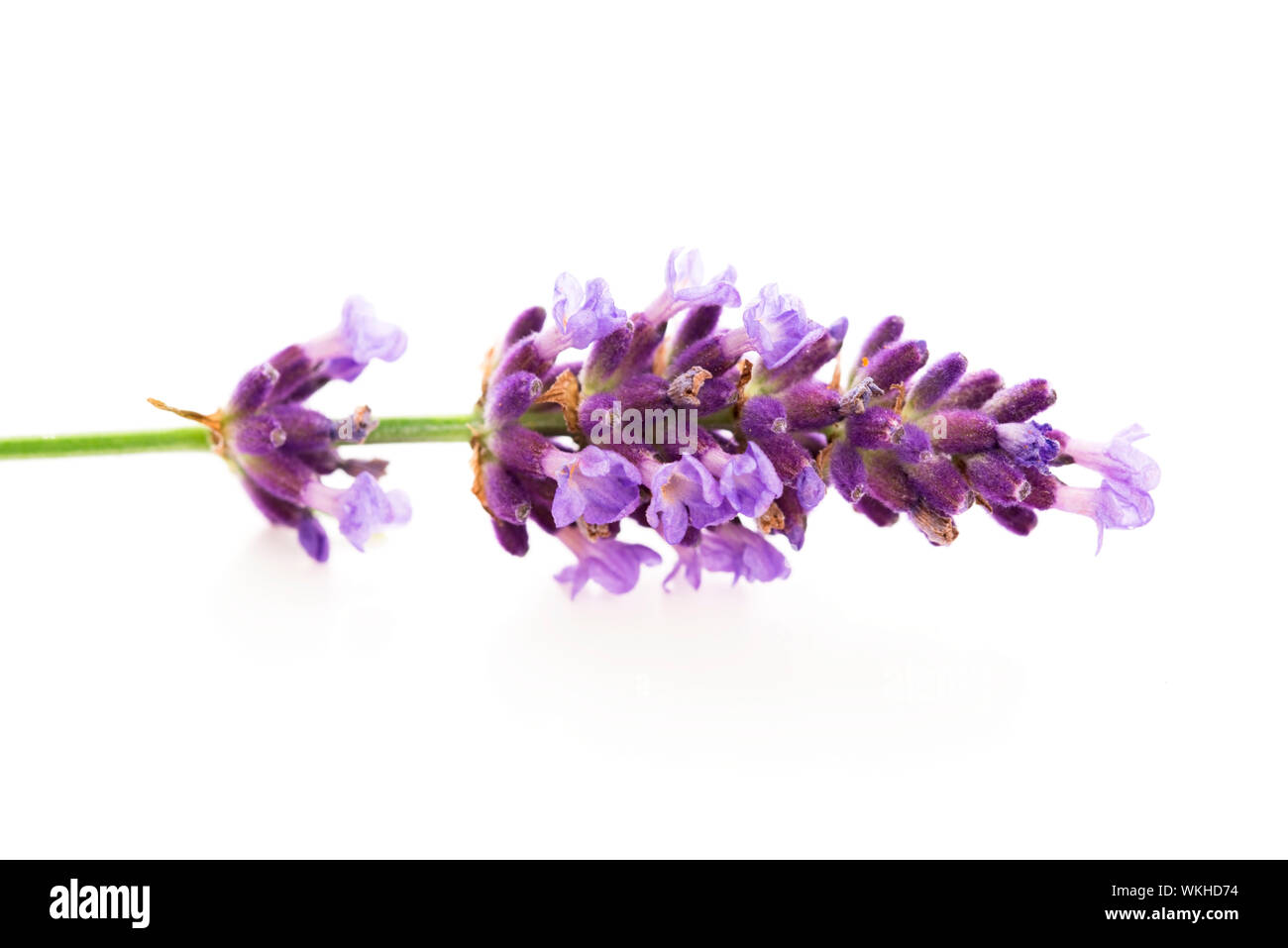 Lavendel Blumen auf weißem Hintergrund Stockfoto