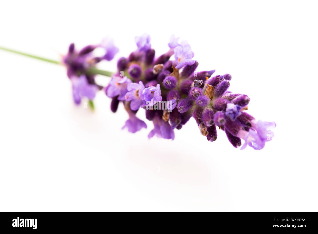 Lavendel Blumen auf weißem Hintergrund Stockfoto