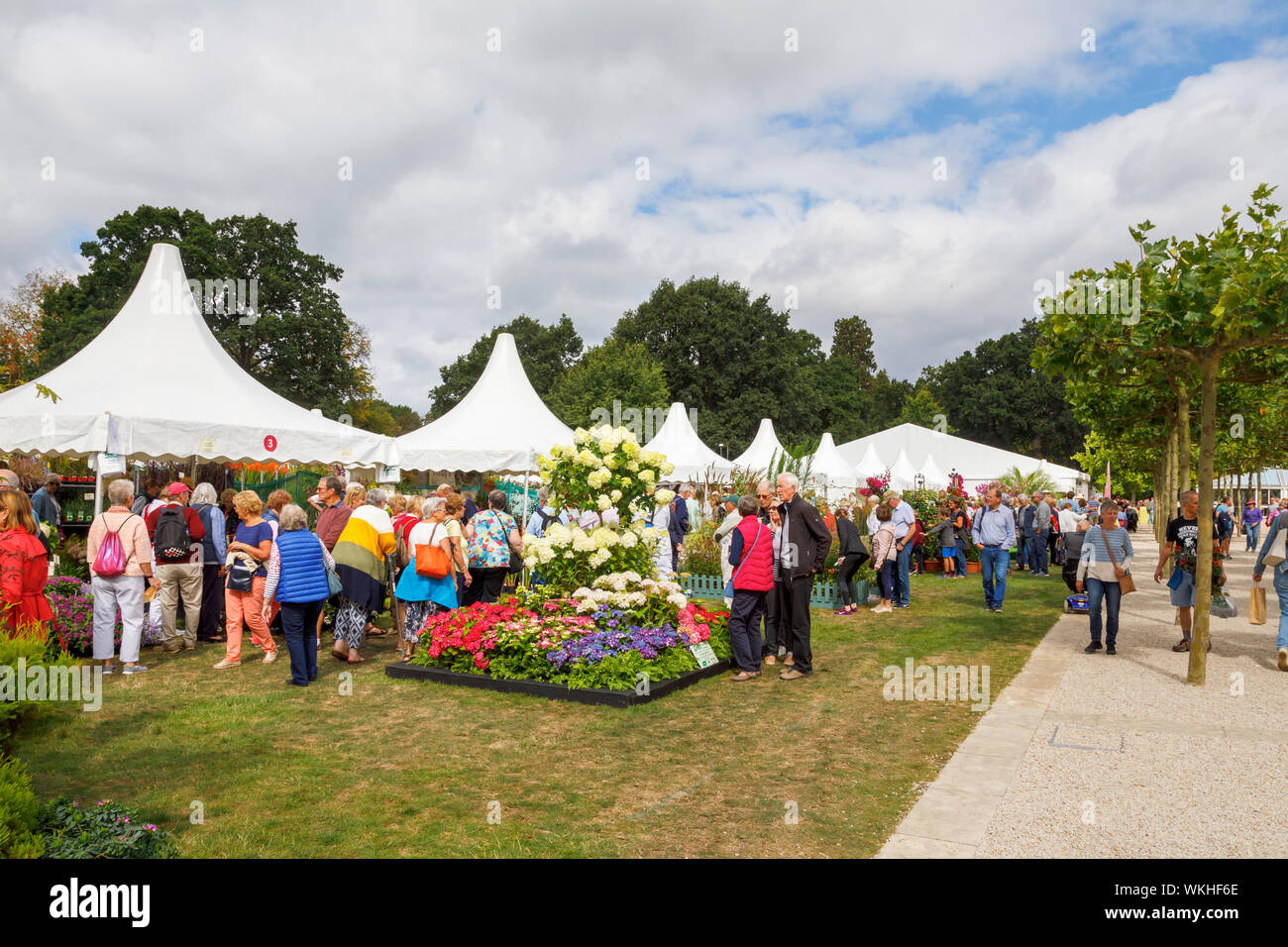 Anzeige von Blumen mit hyderangea 'Limelight' im September 2019 Wisley Garden Flower Show an RHS Garden Wisley, Surrey, South East England Stockfoto