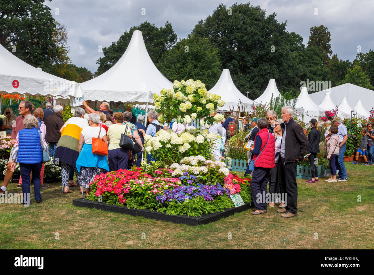 Anzeige von Blumen mit hyderangea 'Limelight' im September 2019 Wisley Garden Flower Show an RHS Garden Wisley, Surrey, South East England Stockfoto