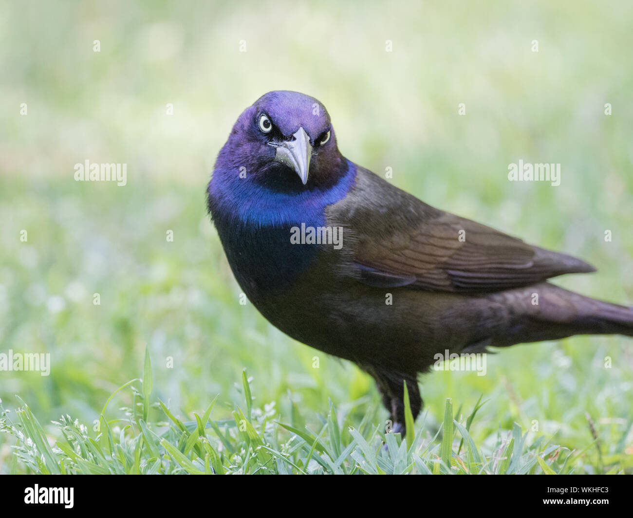 Strengen Blick aus einem gemeinsamen Grackle, Quiscalus quiscula. Stockfoto