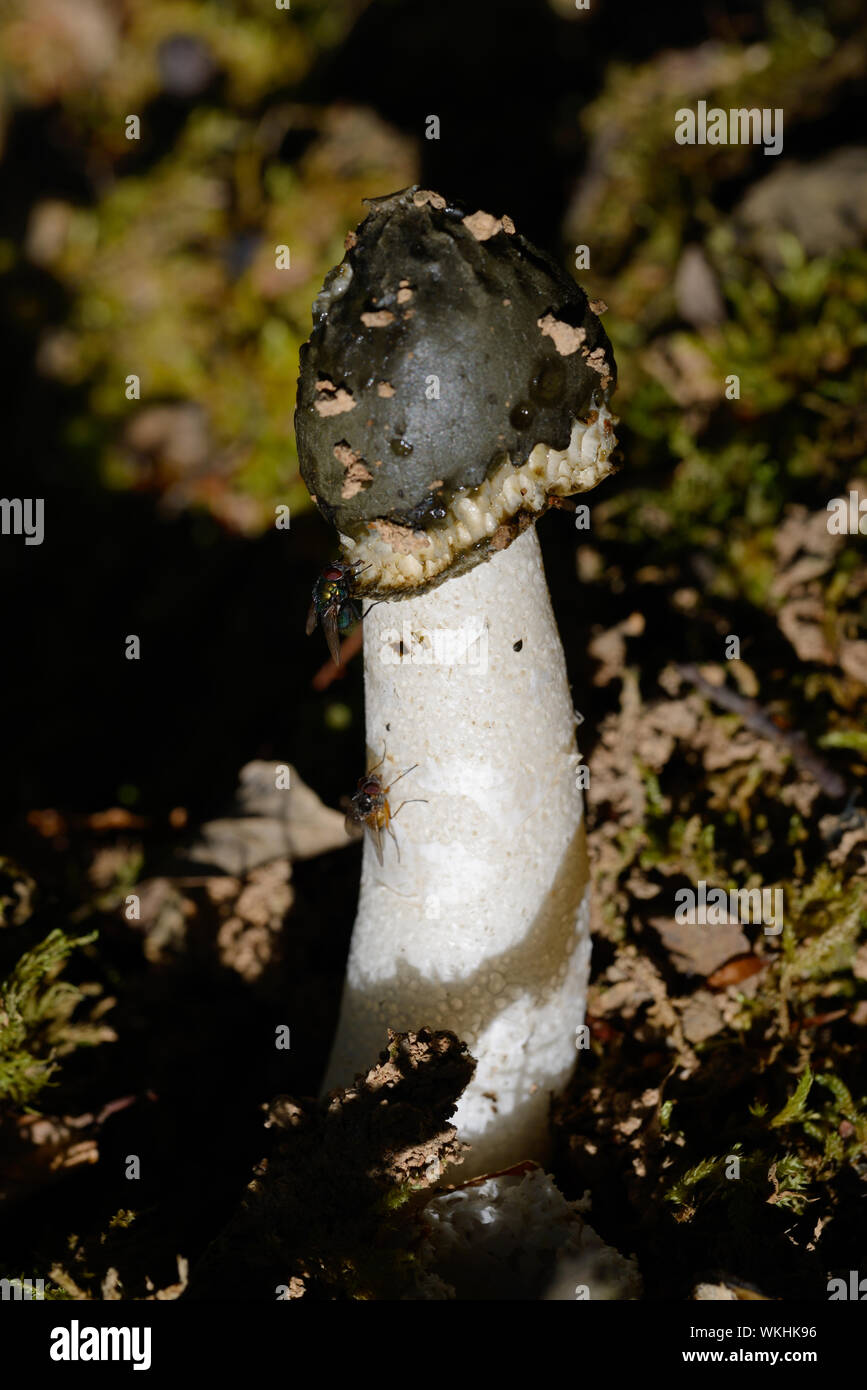 Gemeinsame Exemplar des Gemeinen Stinkmorchels Pilz oder Phallus impudicus Phallische Pilz oder Pilze Stockfoto