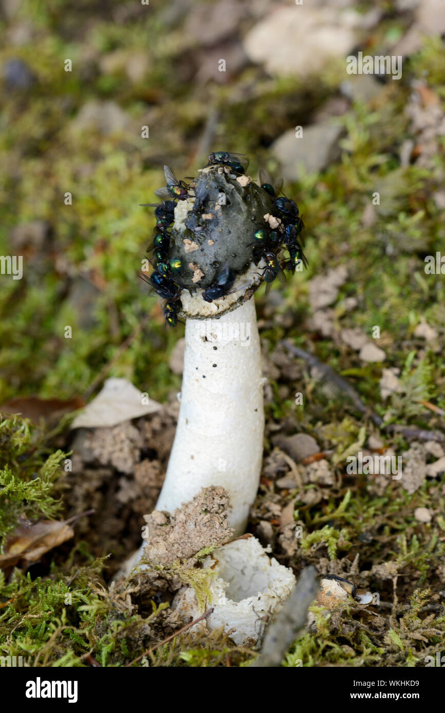 Gemeinsame Exemplar des Gemeinen Stinkmorchels Pilz oder Phallus impudicus Phallische Pilz oder Pilze Stockfoto