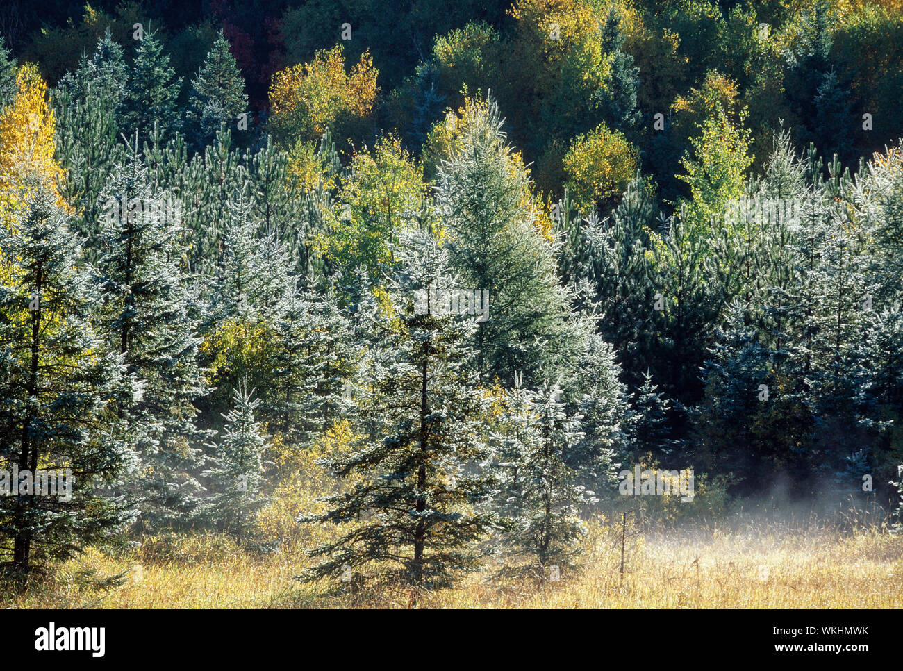 Morgen Frost auf Bäume, Sudbury, Ontario, Kanada Stockfoto